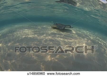 Stock Image - Sting Ray. Caymans.. Fotosearch