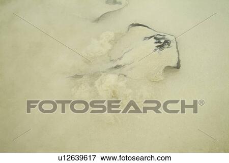 Stock Photo - Stingray in surf (floreana). Galapagos.. Fotosearch