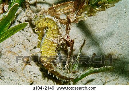 Stock Photo - Thorny seahorse (Hippocampus jayakari or Hippocampus histrix) hiding in seagrass. Na'ama Bay; Sharm El Sheikh; South Sinai; Red Sea; Egypt.. Fotosearch