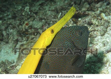 Stock Image - Trumpetfish (Aulostomus chinensis) shadowing rabbitfish, Mabul Borneo, Malaysia. Fotosearch