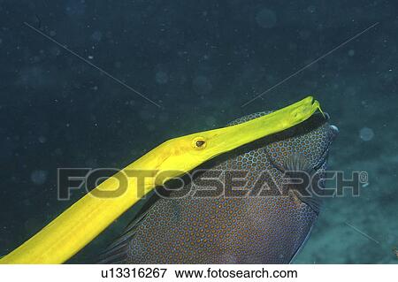 Stock Photo - Trumpetfish (Aulostomus chinensis) shadowing rabbitfish, Mabul Borneo, Malaysia. Fotosearch