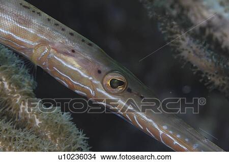 Picture - Trumpetfish (Aulostomus maculatus), diagonally across frame with head detail, Cayman Islands, Caribbean. Fotosearch