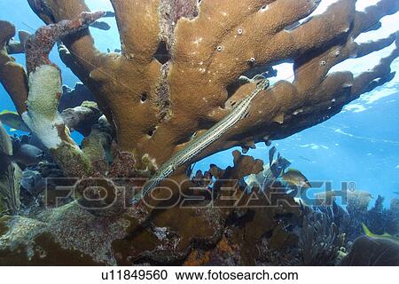 Stock Image - Trumpetfish, Aulostomus maculatus, swims next to elkhorn coral, Acropora palmata, Molasses Reef, Key Largo, Florida, USA, Atlantic Ocean. Fotosearch
