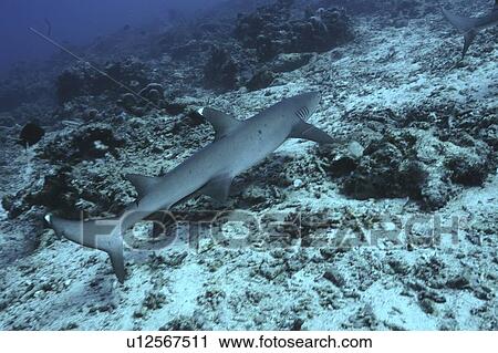 White-tipped Reef Shark (Trianodon obesus) swimming over coral reef, Tahiti, French Polynesia, Southern Pacific Ocean. View Large Photo Image Stock Image - White-tipped Reef Shark (Trianodon obesus) swimming over coral reef, Tahiti, French Polynesia, Southern Pacific Ocean.. Fotosearch