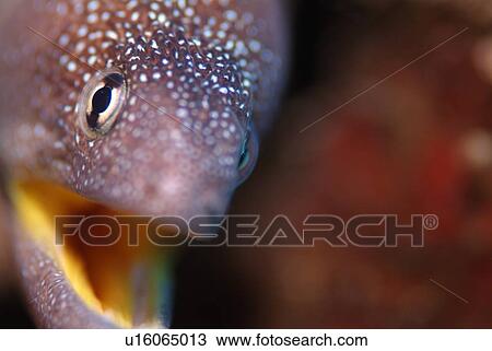 Yellowmouthed Moray. Red Sea. View Large Photo Image Stock Image - Yellowmouthed Moray. Red Sea.. Fotosearch