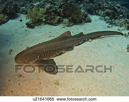 Stock Photography - Zebra shark (Stegostoma fasciatum) resting on sandy slope. Species near threatened. Sha'ab CanoÎ, Ras Mohamed National Park, Sharm El Sheikh, South Sinai, Red Sea, Egypt.. Fotosearch
