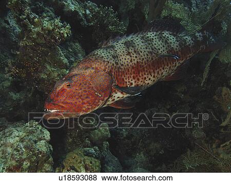 A Red Sea Coral Grouper (Plectropomus pessuliferus marisrubri) being cleaned by a small cleaner wrasse. Dahab, Red Sea, Egypt. View Large Photo Image Stock Photo - A Red Sea Coral Grouper (Plectropomus pessuliferus marisrubri) being cleaned by a small cleaner wrasse. Dahab, Red Sea, Egypt.. Fotosearch