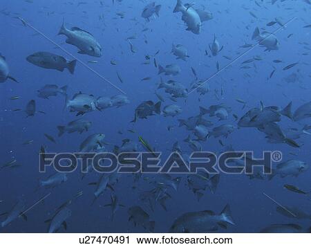 Stock Image - a School of One spot Snapper (Lutjanus monostigma) and Goldband Fusiliers (Pterocaesio chrysozona) at the bow of the Thistlegorm. Red Sea, Egypt.. Fotosearch