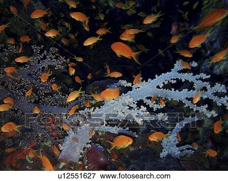 Anthias and soft coral. Red Sea, Egypt. View Large Photo Image Stock Photo - Anthias and soft coral. Red Sea, Egypt.. Fotosearch