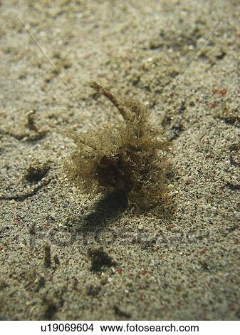 Baby Weedy Scorpionfish (Rhinopias frondosa) trying to hide in the colour of the sand. sabang. Philippines. Taken 2007 View Large Photo Image Picture - Baby Weedy Scorpionfish (Rhinopias frondosa) trying to hide in the colour of the sand. sabang. Philippines. Taken 2007. Fotosearch