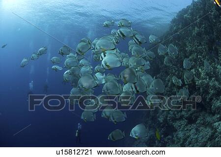Stock Image -  Batfish (Platax orbicularis), large school in open water with coral wall to one side, Red Sea, Egypt. Fotosearch