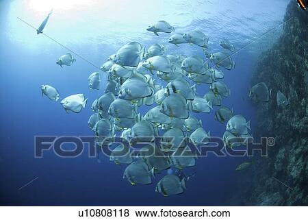 Stock Photo - Batfish (Platax orbicularis), large school in open water with coral wall to one side, Red Sea, Egypt. Fotosearch