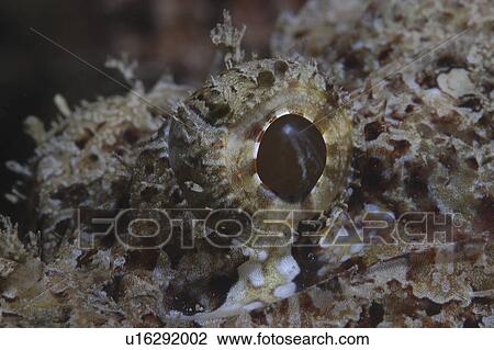Bearded Scorpionfish (Scorpaenopsis barbatus) detail of eye, Raiatia, French Polynesia, Southern Pacific Ocean View Large Photo Image Stock Image - Bearded Scorpionfish (Scorpaenopsis barbatus) detail of eye, Raiatia, French Polynesia, Southern Pacific Ocean. Fotosearch
