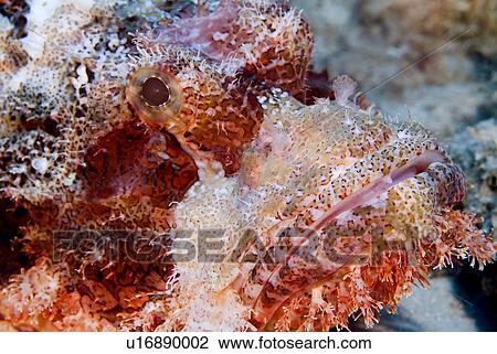 Stock Image - Bearded Scorpionfish (Scorpaenopsis barbata). Red Sea.. Fotosearch