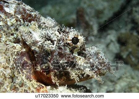 Stock Image - Bearded Scorpionfish (Scorpaenopsis barbatus) detail of head, Raiatia, French Polynesia, Southern Pacific Ocean. Fotosearch
