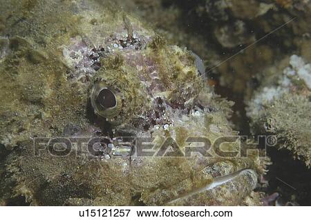 Bearded Scorpionfish (Scorpaenopsis barbatus) detail of head, Raiatia, French Polynesia, Southern Pacific Ocean View Large Photo Image Stock Photo - Bearded Scorpionfish (Scorpaenopsis barbatus) detail of head, Raiatia, French Polynesia, Southern Pacific Ocean. Fotosearch