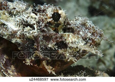 Stock Photo - Bearded Scorpionfish (Scorpaenopsis barbatus) detail of head, Raiatia, French Polynesia, Southern Pacific Ocean. Fotosearch