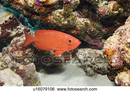 Stock Photograph - Big eye (Priacanthus hamrur) among coral rocks and sandy bottom, Egyptian Red Sea 28-9-07. Fotosearch