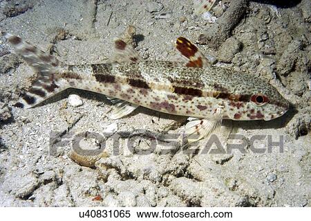Stock Photography - Blackstriped goatfish (Upeneus tragula). Borneo, Malaysia. Fotosearch