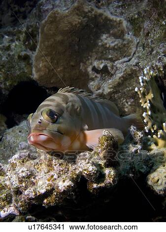 Stock Image - Blacktip grouper (Epinephelus fasciatus). Tower, Sharm El Sheikh, South Sinai, Red Sea, Egypt.. Fotosearch