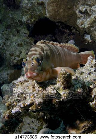Stock Photograph - Blacktip grouper (Epinephelus fasciatus). Tower, Sharm El Sheikh, South Sinai, Red Sea, Egypt.. Fotosearch