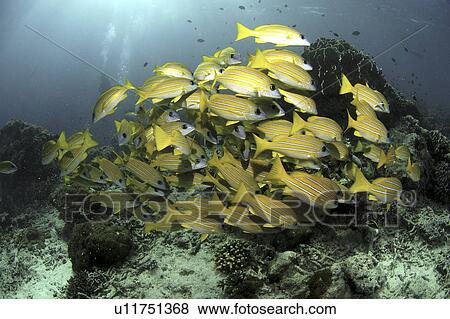 Blue lined Snapper (Lutjanus kasmira). Angaga House Reef, Maldives, Indian Ocean View Large Photo Image Stock Photo - Blue lined Snapper (Lutjanus kasmira). Angaga House Reef, Maldives, Indian Ocean. Fotosearch