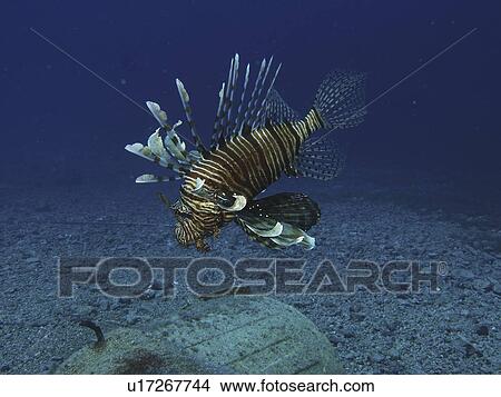 Common Lionfish ( Pterios miles ) alone against the blue water background. Dahab. Red sea. Egypt View Large Photo Image Picture - Common Lionfish ( Pterios miles ) alone against the blue water background. Dahab. Red sea. Egypt. Fotosearch