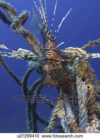 Stock Image - Common Lionfish (Pterios miles) next to some old ropes. Dahab. Red Sea. Egypt . Fotosearch
