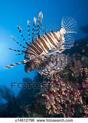Stock Photograph - Common lionfish (Pterois miles). Shark and Yolanda, Ras Mohamed National Park, Red Sea; Egypt.. Fotosearch