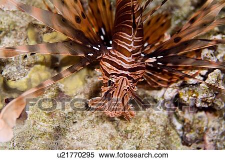 Stock Photography - Common Lionfish (Pterois volitans). Red Sea, Egypt. Fotosearch