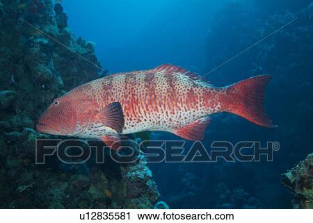 Coral Grouper (Cephalopholis miniata). Red Sea. View Large Photo Image Stock Image - Coral Grouper (Cephalopholis miniata). Red Sea.. Fotosearch