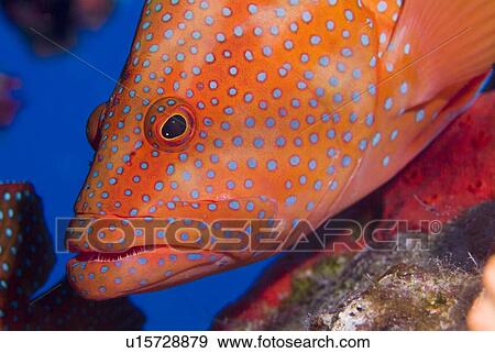 Coral Grouper (Cephalopholis miniata). Red Sea. View Large Photo Image Stock Photo - Coral Grouper (Cephalopholis miniata). Red Sea.. Fotosearch