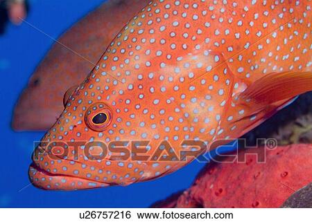 Stock Photograph - Coral Grouper (Cephalopholis miniata). Red Sea.. Fotosearch