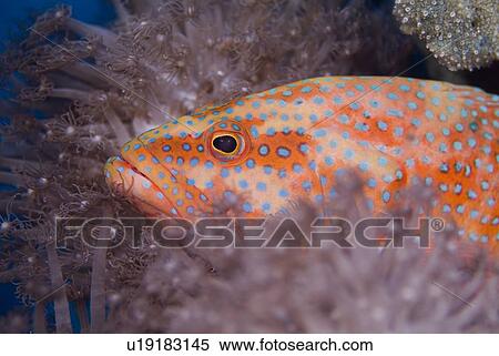 Stock Photography - Coral Grouper (Cephalopholis miniata). Red Sea.. Fotosearch