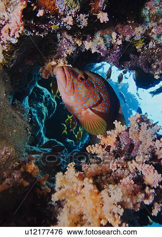 Stock Photograph - Coral hind or grouper (Cephalopholis miniata). Jackson Reef, Sharm El Sheikh, South Sinai, Red Sea, Egypt.. Fotosearch