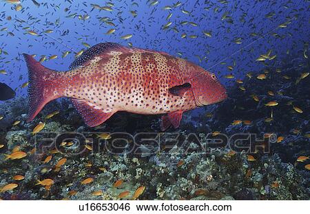 Coral Hind/Trout (Cephalopholi Miniata). Marsa Alarm, Egypt, Red Sea. View Large Photo Image Stock Photograph - Coral Hind/Trout (Cephalopholi Miniata). Marsa Alarm, Egypt, Red Sea.. Fotosearch
