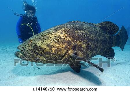 Stock Image - Diver observes Goliath grouper, Epinephelus itajara, Molasses Reef, Key Largo, Florida, USA, Atlantic Ocean. Fotosearch