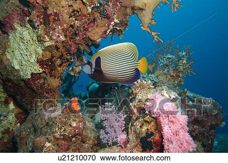 Stock Image - Emperor Angelfish. Red Sea.. Fotosearch