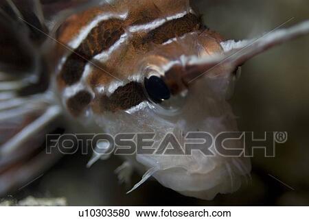 Fire Lionfish, (Pterois radiata), Fire Lionfish, head detail showing colouration and antennae, Red Sea, Egypt View Large Photo Image Stock Image - Fire Lionfish, (Pterois radiata), Fire Lionfish, head detail showing colouration and antennae, Red Sea, Egypt. Fotosearch