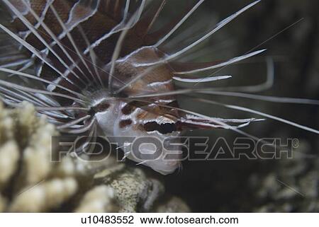 Fire Lionfish (Pterois radiata), Fire Lionfish clearly showing fin rays, Red Sea, Egypt View Large Photo Image Stock Image - Fire Lionfish (Pterois radiata), Fire Lionfish clearly showing fin rays, Red Sea, Egypt. Fotosearch