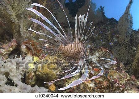 Picture - Fire Lionfish (Pterois radiata), swimming over colourful coral reef, Sipidan, Mabul, Malaysia.. Fotosearch