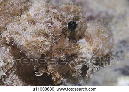 Stock Photograph - Flathead Scorpeonfish (Scorpaenopsis oxycephala), showing detail of eye and side view of head, Red Sea, Egypt. Fotosearch