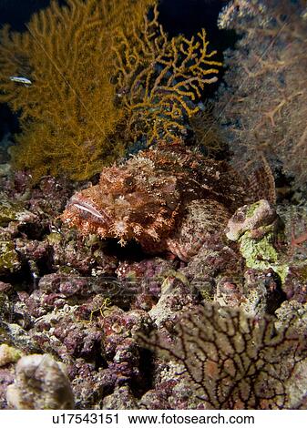 Stock Image - Flathead scorpionfish (Scorpaenopsis oxycephalus) perfectly camouflaged within its surroundings. Shark and Yolanda, Ras Mohamed National Park, Sharm El Sheikh, South Sinai, Red Sea, Egypt.. Fotosearch