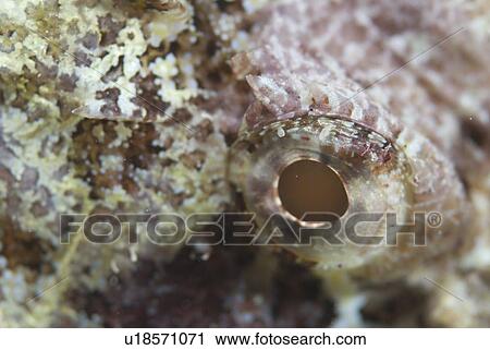 Flathead Scorpionfish (Scorpaenopsis oxycephala), eye detail of Scorpionfish, Red Sea, Egypt View Large Photo Image Stock Image - Flathead Scorpionfish (Scorpaenopsis oxycephala), eye detail of Scorpionfish, Red Sea, Egypt. Fotosearch