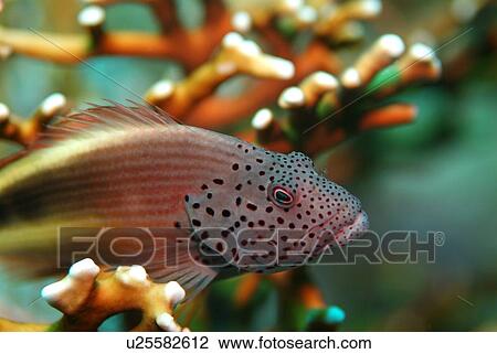 Stock Image - Forster's Hawkfish (Paracirrhites forsteri). Red Sea.. Fotosearch
