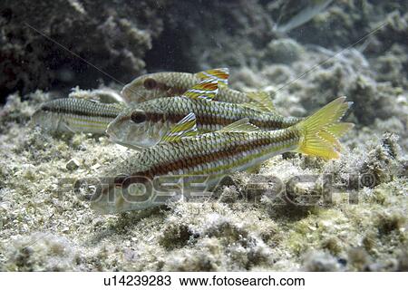 Stock Image - Four goatfish. Spanish Mediterranean.. Fotosearch