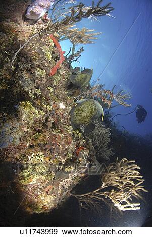French Angelfish (Pomacanthus paru), pair of fish swimming past coral cliff with diver in background, Cayman Islands, Caribbean View Large Photo Image Stock Photo - French Angelfish (Pomacanthus paru), pair of fish swimming past coral cliff with diver in background, Cayman Islands, Caribbean. Fotosearch
