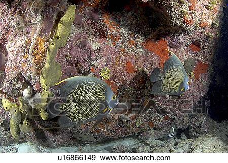 Stock Photo - French Angelfish (Pomacanthus paru), pair of fish swimming past coral cliff, Cayman Islands, Caribbean. Fotosearch