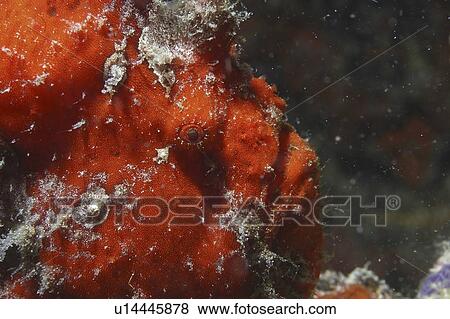 Giant Frogfish (Antennarius commersonii) detail of red head, Mabul, Borneo, Malaysia View Large Photo Image Stock Photo - Giant Frogfish (Antennarius commersonii) detail of red head, Mabul, Borneo, Malaysia. Fotosearch