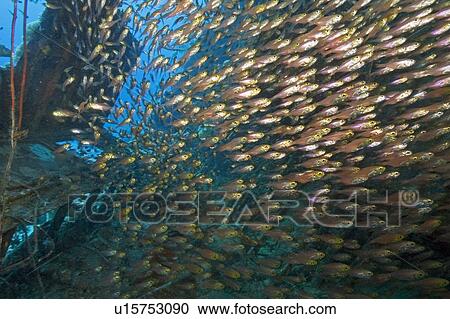 Glassfish, sweepers (Parapriacanthus sp) in wreck of American Yacht, Abu Galawa Sugair, Egyptian Red Sea View Large Photo Image Stock Image - Glassfish, sweepers (Parapriacanthus sp) in wreck of American Yacht, Abu Galawa Sugair, Egyptian Red Sea. Fotosearch